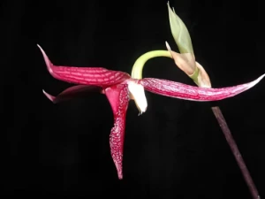 Bild von Bulbophyllum serra 1